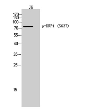 DRP1 (phospho-Ser637) antibody