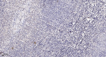 DRP1 (phospho Ser637) rabbit pAb