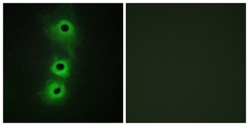 Cadherin-8 rabbit pAb