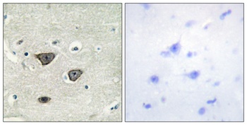 Cadherin-8 rabbit pAb