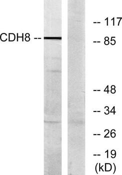 Cadherin-8 rabbit pAb