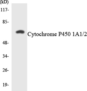 OB-cadherin rabbit pAb