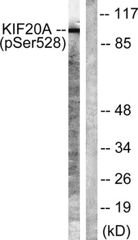 KIF20A (phospho-Ser528) antibody