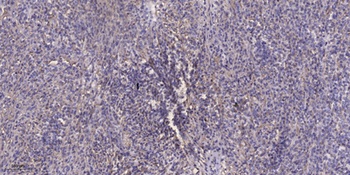 KIF20A (phospho Ser528) rabbit pAb