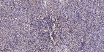 KIF20A (phospho-Ser528) antibody