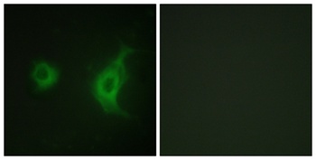 KIF20A antibody