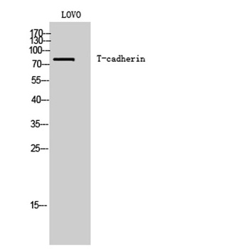 T-cadherin rabbit pAb