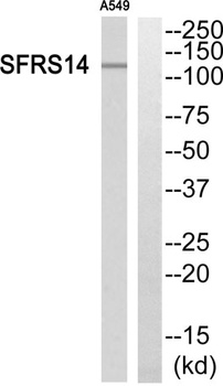 SFRS14 antibody