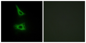 LI-cadherin rabbit pAb