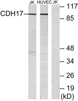Cadherin-17 antibody