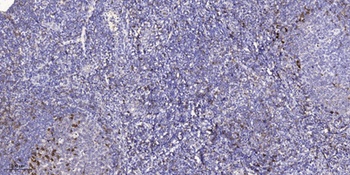 LI-cadherin rabbit pAb
