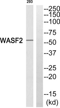 WAVE2 antibody