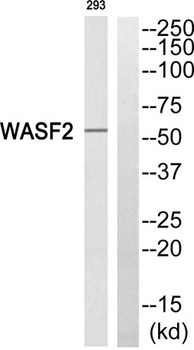 WAVE2 rabbit pAb