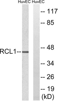 RCL1 rabbit pAb