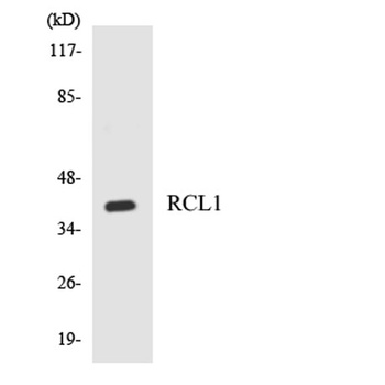 RCL1 rabbit pAb