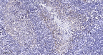 RCL1 rabbit pAb