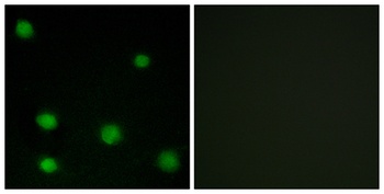 DEF-3 antibody