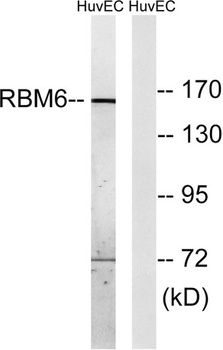 DEF-3 rabbit pAb