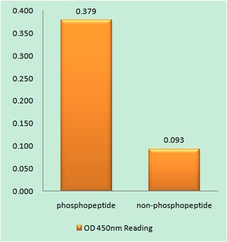 ACK (phospho-Tyr284) antibody