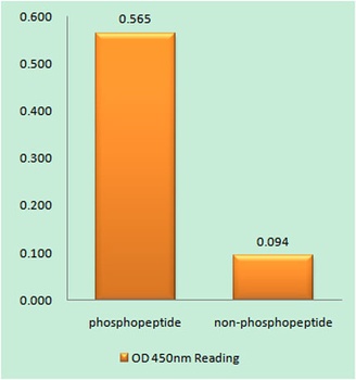 Cdk5 (phospho Tyr15) rabbit pAb