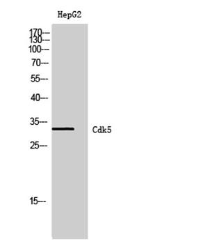 Cdk5 rabbit pAb Antibody