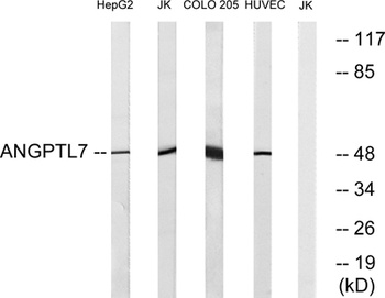 Angptl7 antibody