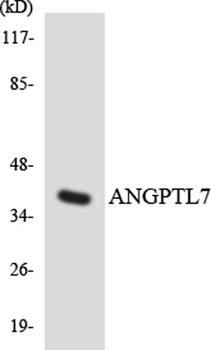 Angptl7 rabbit pAb