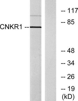 CNK1 rabbit pAb