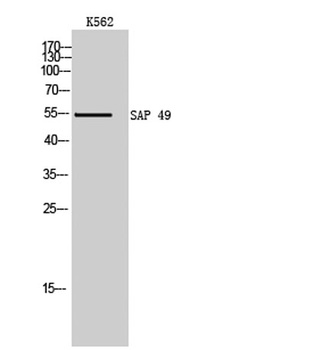 SAP 49 antibody