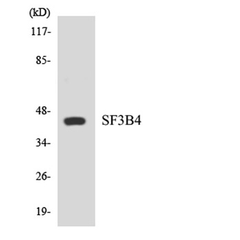 SAP 49 rabbit pAb
