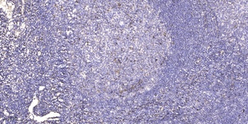 SAP 49 rabbit pAb