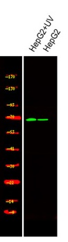 PAK4 (phospho-Ser474) antibody