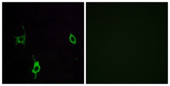 Laminin γ-3 rabbit pAb