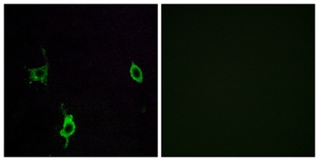 Laminin gamma-3 antibody