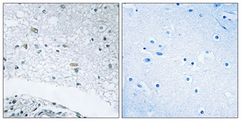 Laminin γ-3 rabbit pAb