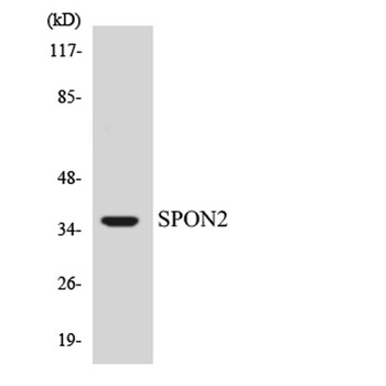 Mindin antibody