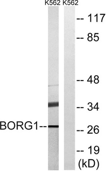 Cdc42EP2 rabbit pAb