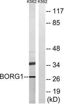 Cdc42EP2 antibody