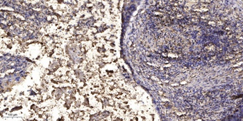 Cdc42EP2 rabbit pAb