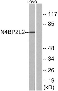 PFAAP5 rabbit pAb