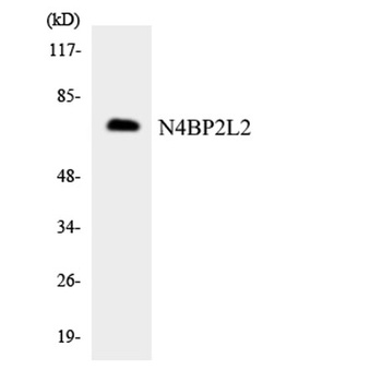 PFAAP5 antibody