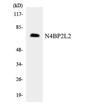 PFAAP5 rabbit pAb
