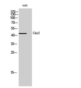 Cdx2 rabbit pAb Antibody