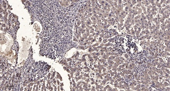 Vav3 (phospho Tyr173) rabbit pAb