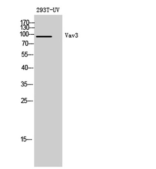 Vav3 rabbit pAb