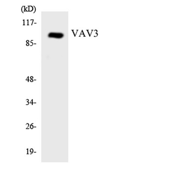 Vav3 rabbit pAb
