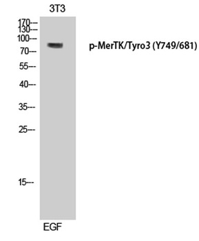 MerTK/Tyro3 (phospho Tyr749/681) rabbit pAb