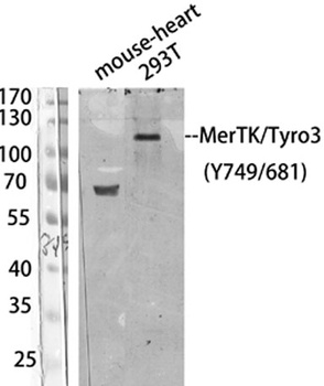 MerTK/Tyro3 (phospho Tyr749/681) rabbit pAb