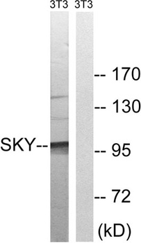 MerTK/Tyro3 antibody