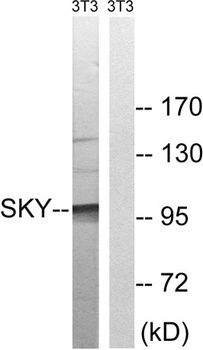 MerTK/Tyro3 rabbit pAb